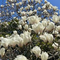 クロガネモチ,クロガネモチの実,ハクモクレン（白木蓮）,公園散歩♪の画像