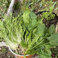 水菜,絹さや,ほうれん草,ソラマメ,GS 大好きの画像