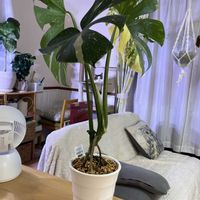 モンステラ,フィカス,モンステラ バリエガータ,植え替え,ねこと緑のある暮らしの画像