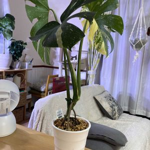 モンステラ,フィカス,モンステラ バリエガータ,植え替え,ねこと緑のある暮らしの画像