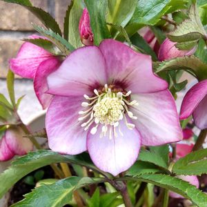 クリスマスローズ,鉢植え,花のある暮らし,ピンクのお花,季節のお花の画像