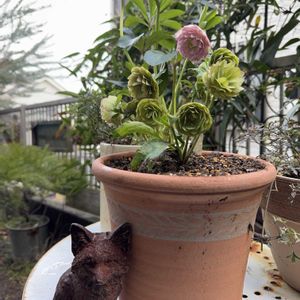 クリスマスローズ,オステオスペルマム,クリスマスロ－ズ,アイリス,クレマチスアーマンディの画像