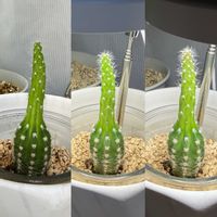 サボテン,サボテン,サンスベリア,わが家の観葉植物❢,3月の画像