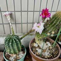 サボテン,柱サボテン,ユーフォルビア・ラクテア,スタベリア,スタベリアの画像