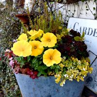 カリブラコア,ペチュニア,寄せ植え,可愛い,庭の花の画像