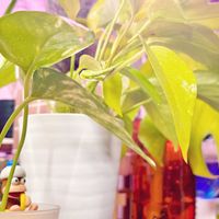 ポトス,ポトスライム,ポトス・エンジョイ,成長記録,成長中の画像