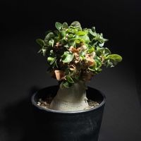 アデニウム,アデニウム アラビカム,アデニウム 獅子葉,塊根植物,バルコニストの画像