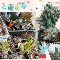 サボテン,柱サボテン,柱サボテン,岩石獅子,多肉棚✨の画像