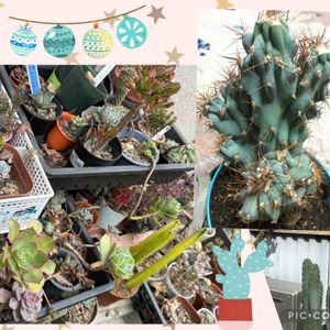 サボテン,柱サボテン,柱サボテン,岩石獅子,多肉棚✨の画像