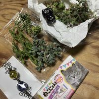 ブロウメアナ,ウインクレリー,ムスコーサ,琴瓜菊（きんそうぎく),GSの繋がりに感謝♡の画像