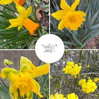 オウバイ,スイセン,パンジー・ビオラ,ブーゲンビリア,川沿いの画像