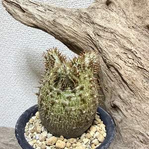 植物は一生の友達