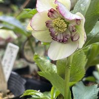 クリスマスローズ,クリスマスローズ,クリスマスローズ,鉢植え,地植えの画像