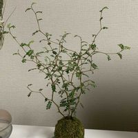 ソフォラ　リトルベイビー,メルヘンの木,はてなの木,リビング・ダイニングの画像