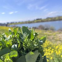 菜の花,豆苗,ウンベラータ,菜花,チーズケーキの画像