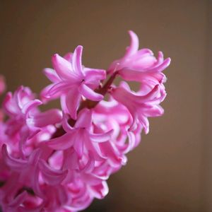 ヒヤシンス,福岡,備忘録,癒し…,記録の画像