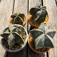 サボテン,鸞鳳玉,鸞鳳玉,碧瑠璃鸞鳳玉,複隆碧瑠璃鸞鳳玉の画像