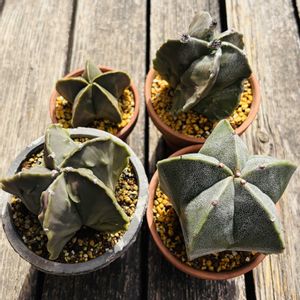 サボテン,鸞鳳玉,鸞鳳玉,碧瑠璃鸞鳳玉,複隆碧瑠璃鸞鳳玉の画像