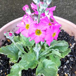 鉢植え,花のある暮らし,ピンクのお花,季節のお花,花芽発見!の画像