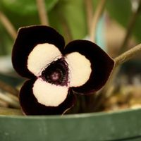 カンアオイ,寒葵,和風,観葉植物,鉢植えの画像