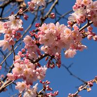 リュウキンカ,トキワマンサク,春めき桜,タイワンリス,春サザンカの画像