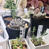 ペペロミア,ハオルチア,ハオルチア,アルブカ,ジェリーフィッシュの画像