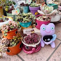 多肉植物,トトの日,多肉植物が好きな人と繋がりたい,サニコさんのハコフグリメ缶,サニコさんのクマノミ親子の画像