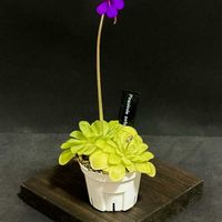 ムシトリスミレ,pinguicula potosiensis,ピンギキュラ　ポトシエンシス,ピンギキュラ　ポトシエンシス,食虫植物の画像