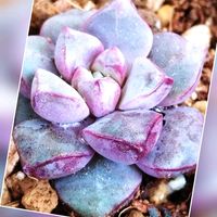 多肉植物,庭の画像