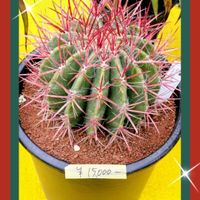 サボテン,ハオルチア,白檀,銀手毬,月影丸の画像