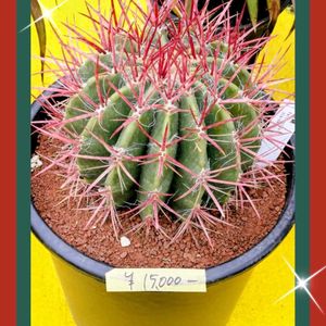 サボテン,ハオルチア,白檀,銀手毬,月影丸の画像