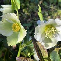 クリスマスローズ,クリスマスローズ,ウォーターマッシュルーム,ウォーターマッシュルーム,ウォーターコインの画像