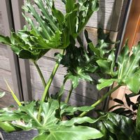 フィロデンドロン,フィカス アルテシマ,フィカス ベンガレンシスの画像