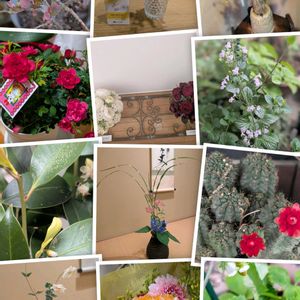 イチゴ,サボテン,ミニバラ,ハーブ,思い出の画像