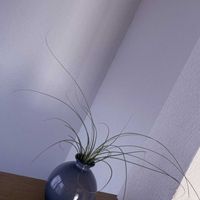 チランジア,エアプランツ,一輪挿し,iPhone撮影,asingleflowervaseの画像