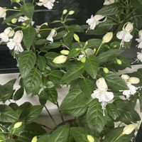 フクシア,フクシア プーニーの画像