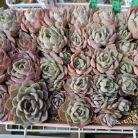 多肉植物,葉挿し,リメ缶,多肉寄せ植え,リメ鉢の画像