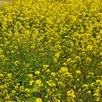 菜の花,野菜,ナノハナ,フサザキスイセン,ギシギシの画像