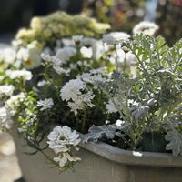 サクラソウ,シロタエギク,マーガレット,オルレア,鉢植えの画像