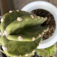 多肉植物,多肉ちゃん,花を通じて愛と平和を,グリーンで癒されてねの画像