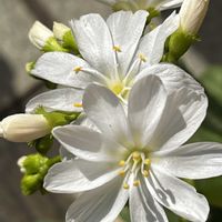 レウィシア,レウィシア,レウィシア,ビオラ・春るるる,大輪のパンジーの画像