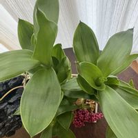 ミリオンバンブー,リビング,癒し…♡,観葉植物のある暮らしの画像