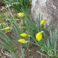 クリスマスローズ,スイセン,マツバギク,お花大好き♡,復興祈願の画像