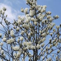 クリスマスローズ,スイセン,ノースポール,ハクモクレン,ハクモクレンの画像