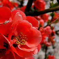 クリスマスローズ,スノーフレーク,ボケ,モクレン,カンヒザクラの画像