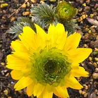 フクジュソウ,ユキヤナギ,福寿草,福寿草3段咲き,感謝の画像