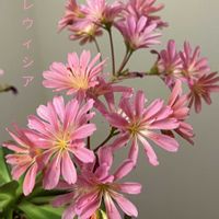 レウィシア,新宅２階の階段の手すり,美しい花,私のお気に入り,元気な花の画像