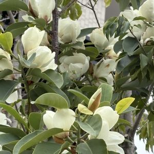 カラタネオガタマ,椿（侘助）,真っ赤な火曜日,白い水曜日の画像