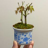 イロハモミジ,イロハモミジ,盆栽,実生,小品盆栽の画像