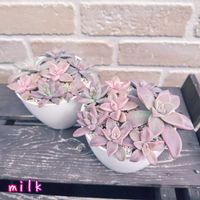 朧月,秋麗,小紫,ダブルベリー,寄せ植えの画像